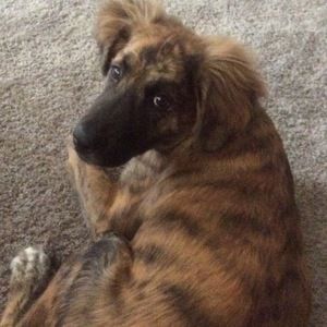 Meet your Posher, Alexa